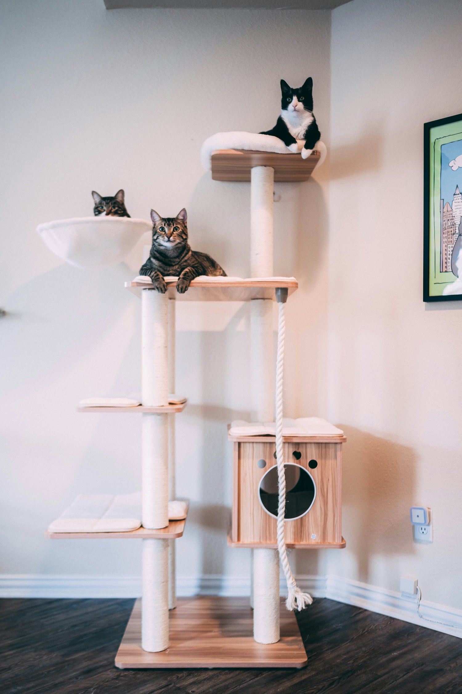 Pet Toys