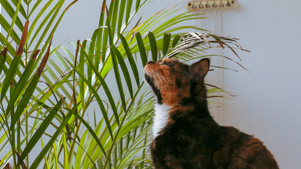 <h2>Pets & Furry Friends</h2>